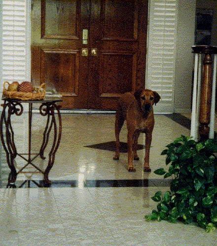 Ridgeback Rodesiano – foto 2