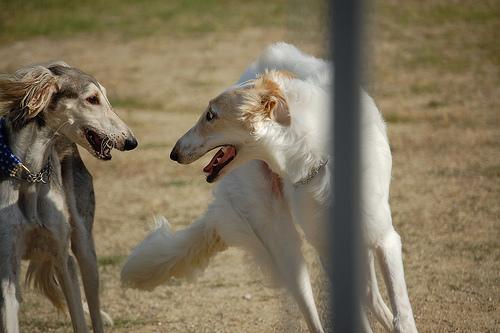Saluki