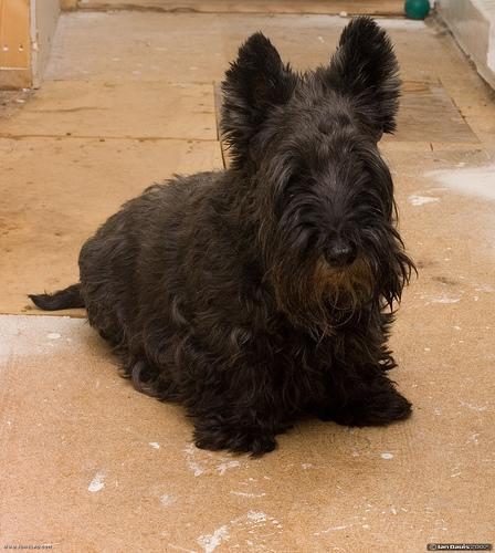 Scottish Terrier – foto 3