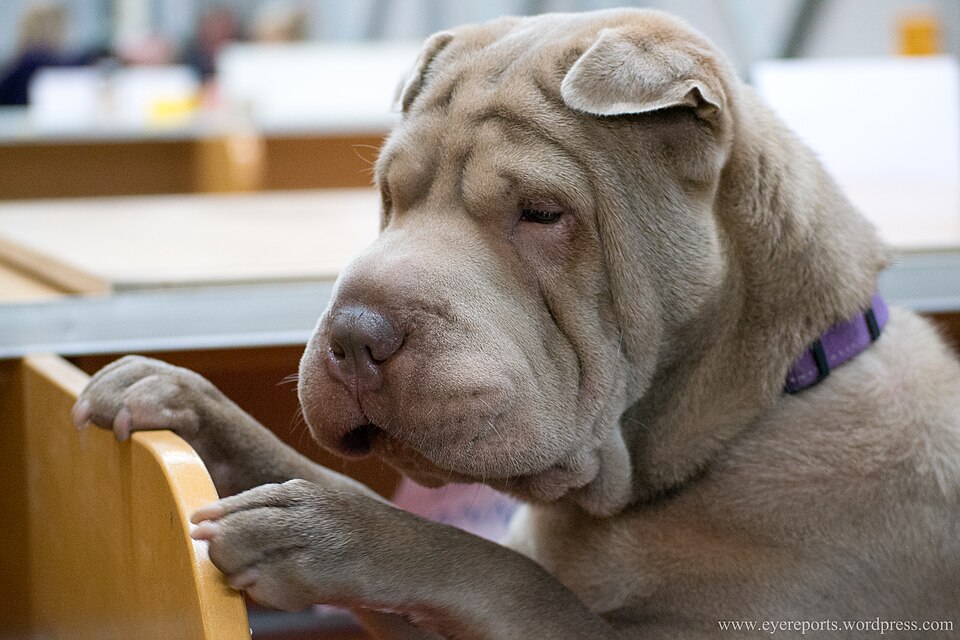 Shar-Pei – foto 3