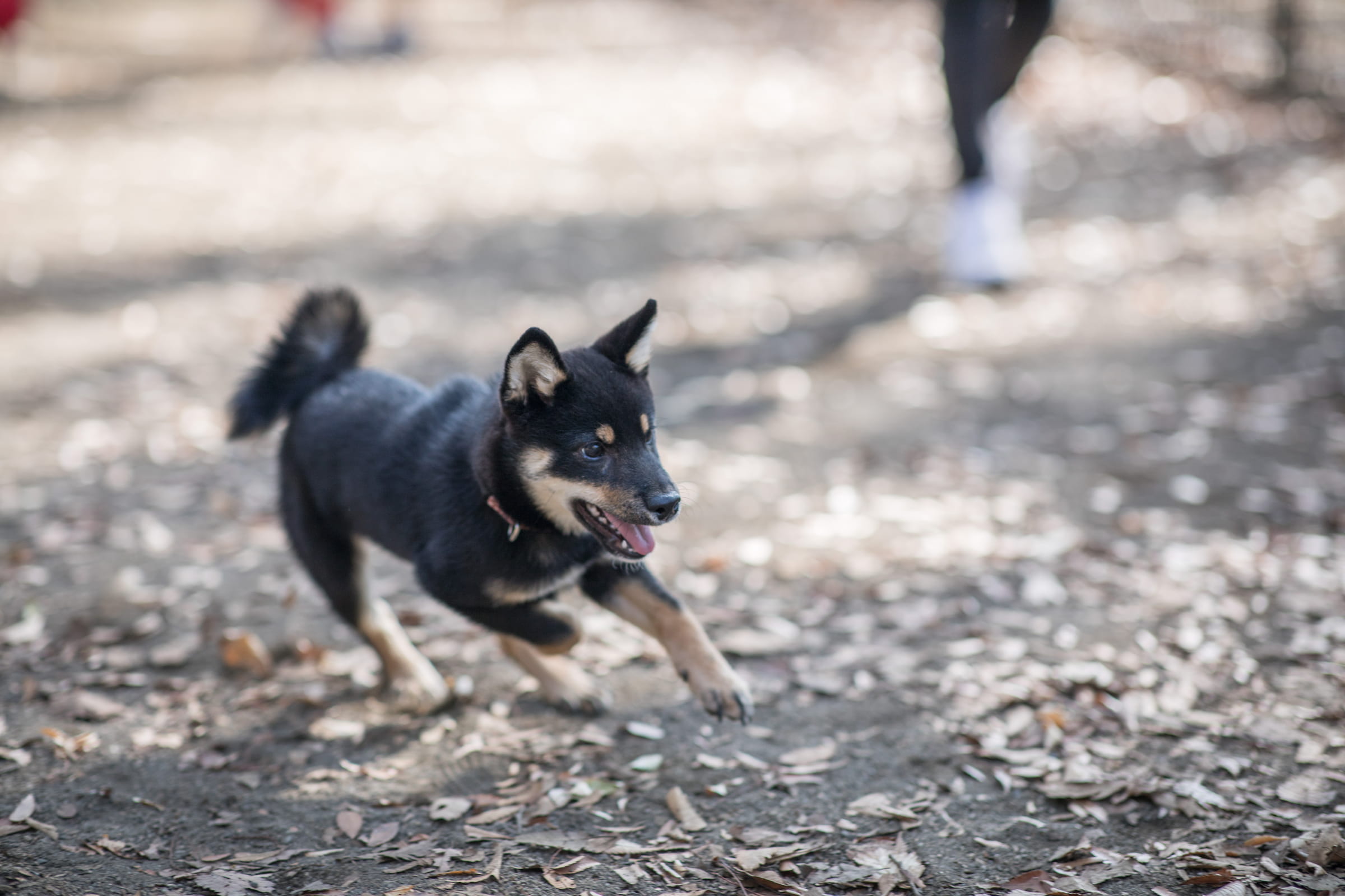 Adestramento Positivo: Como Treinar seu Cachorro sem Punição