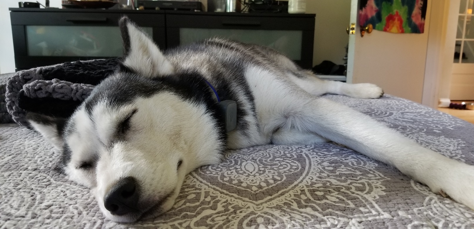 Siberian Husky