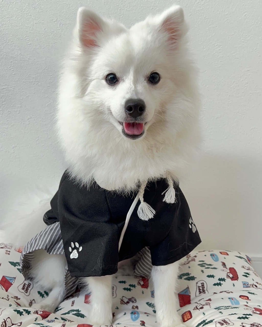 Spitz Japonês – foto 2