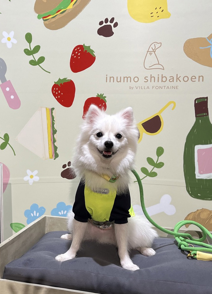 Spitz Japonês – foto 3