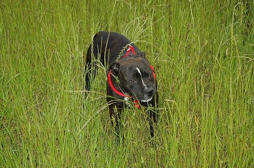 Staffordshire Bull Terrier – foto 3
