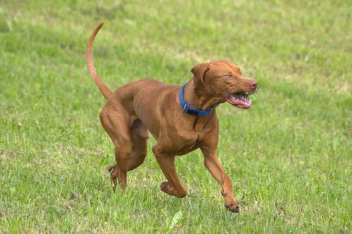 Vizsla – foto 3