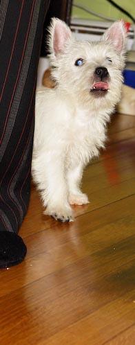 West Highland Terrier – foto 3