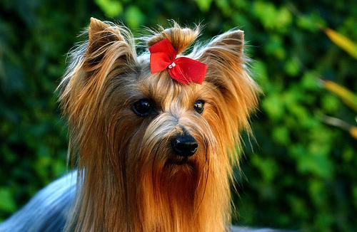 Yorkshire Terrier – foto 3