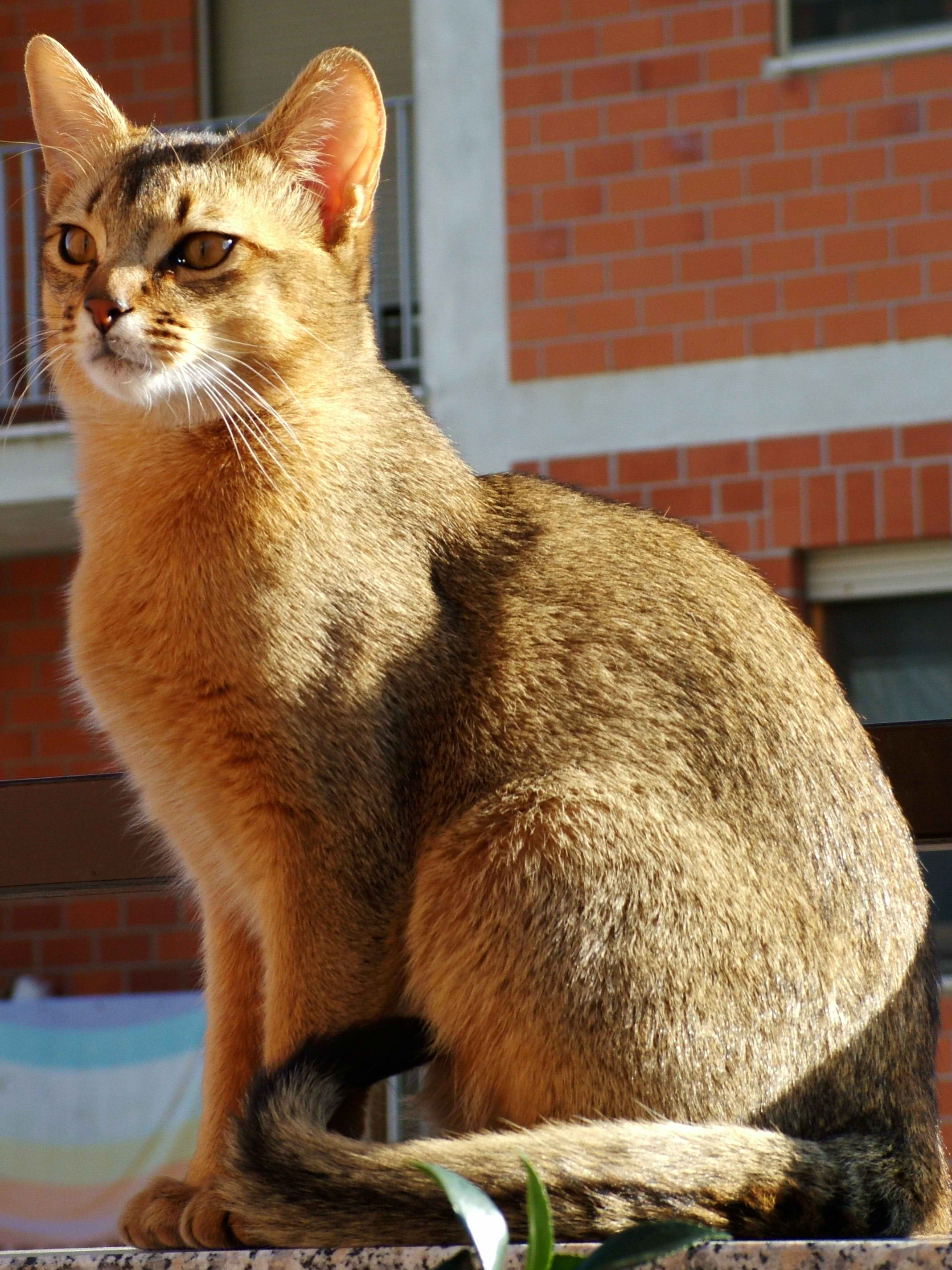 Abissínio – foto 3