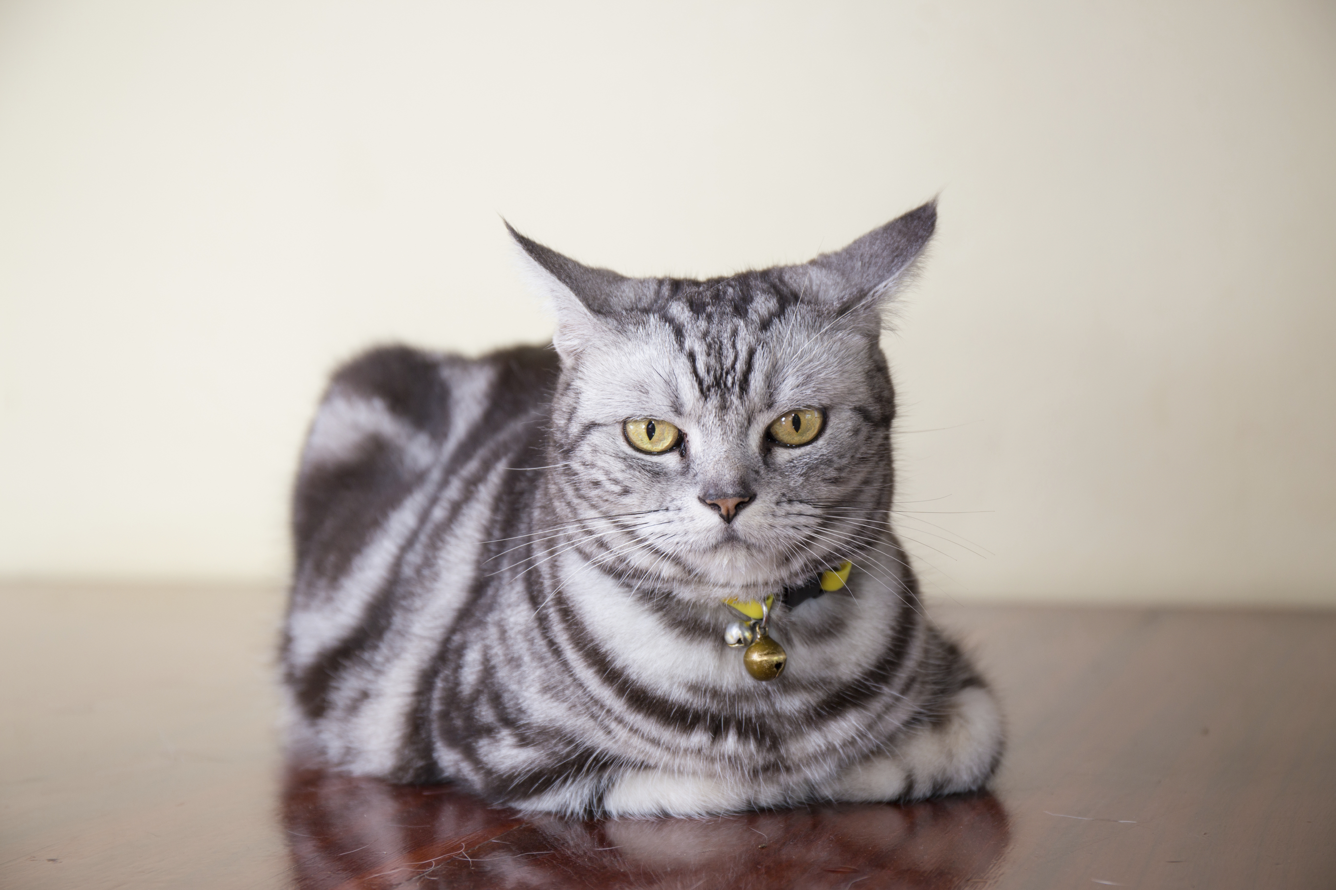 American Shorthair – foto 2