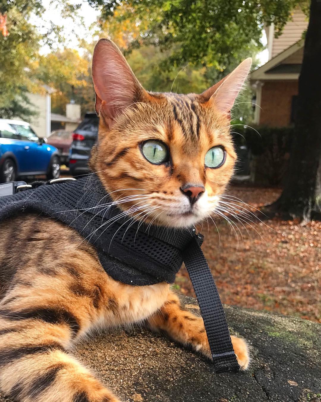 Bengal – foto 2