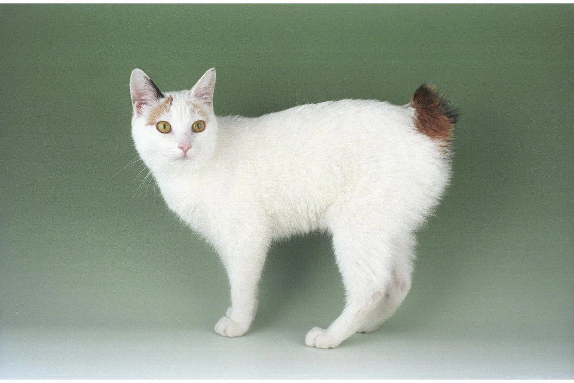 Bobtail Japonês
