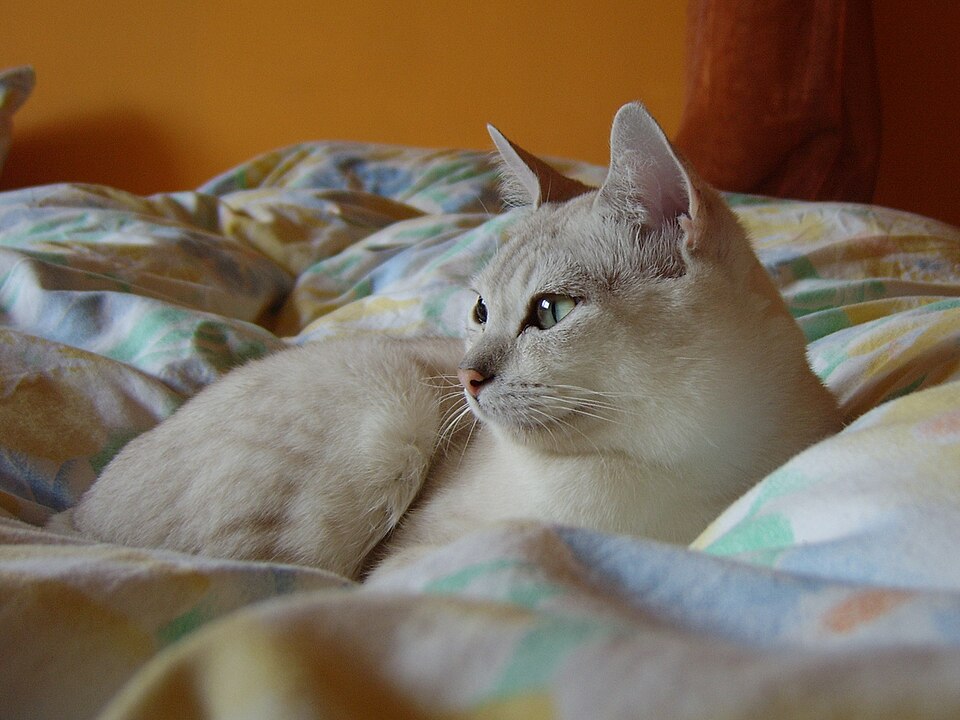Burmilla