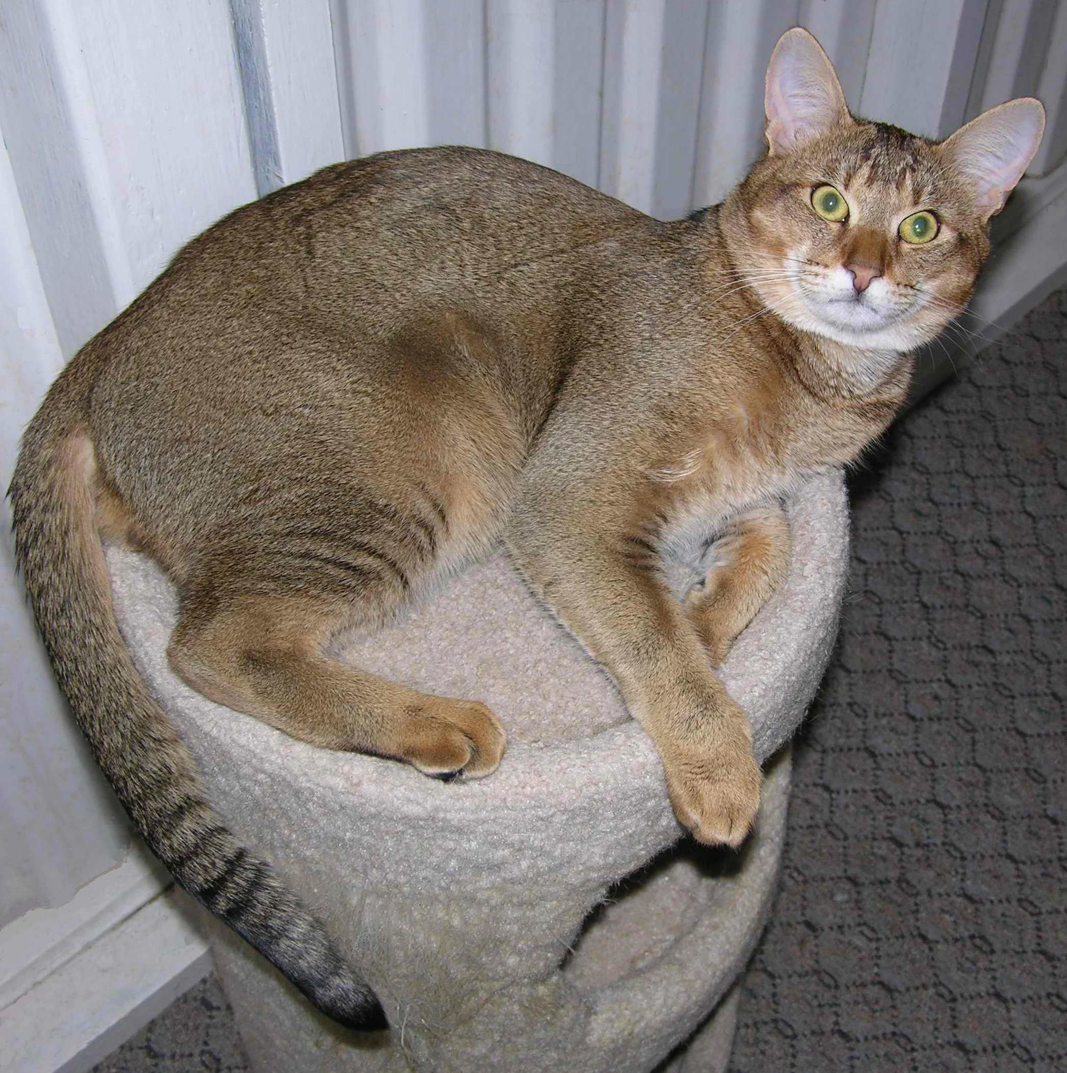 Chausie – foto 3