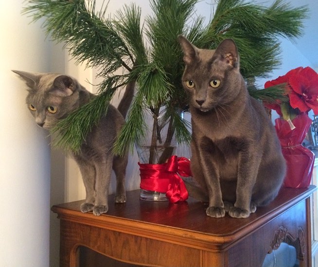 Korat – foto 3