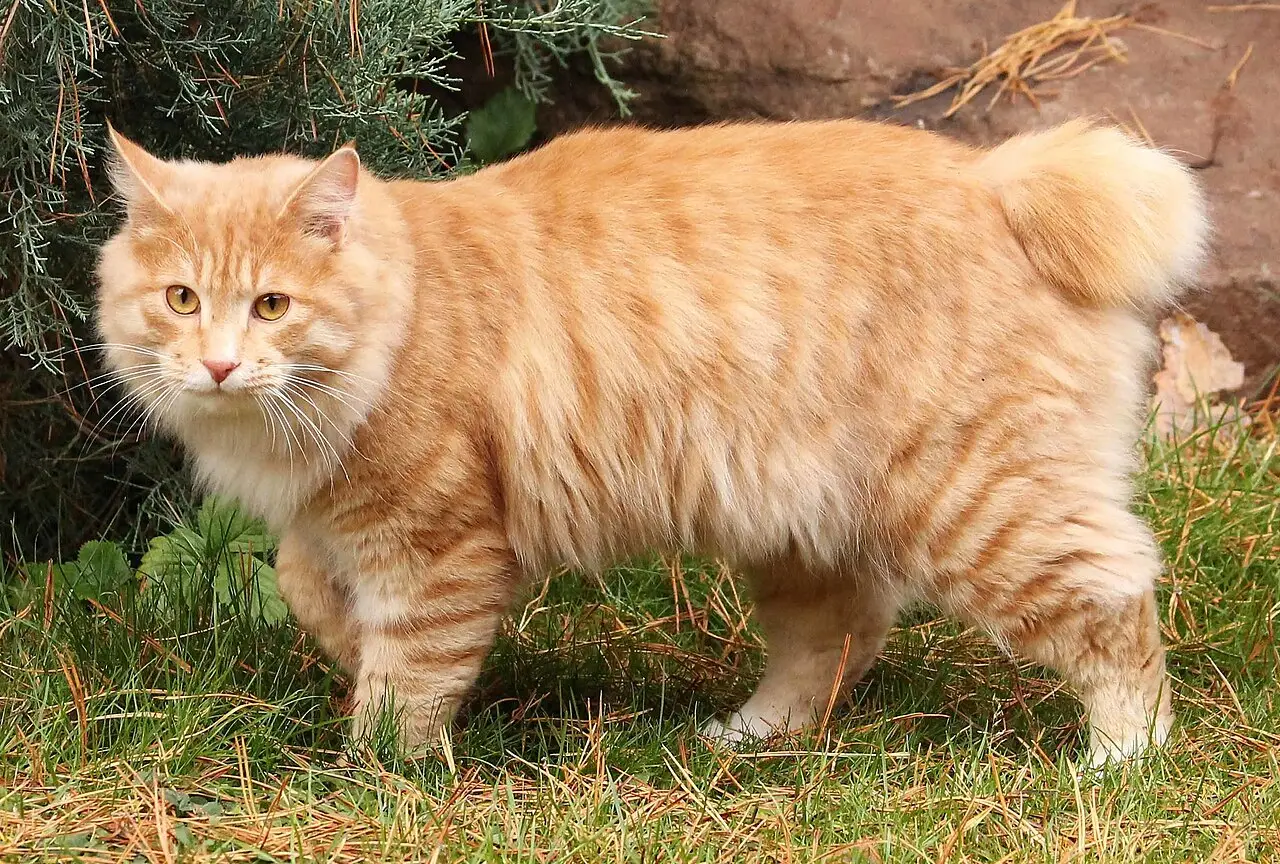 Kurilian Bobtail