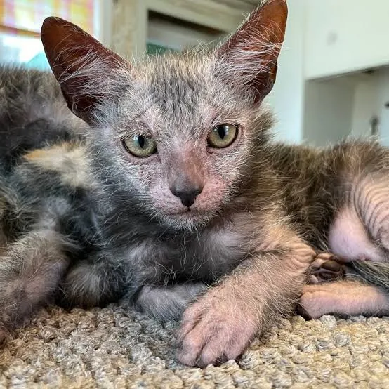 Lykoi