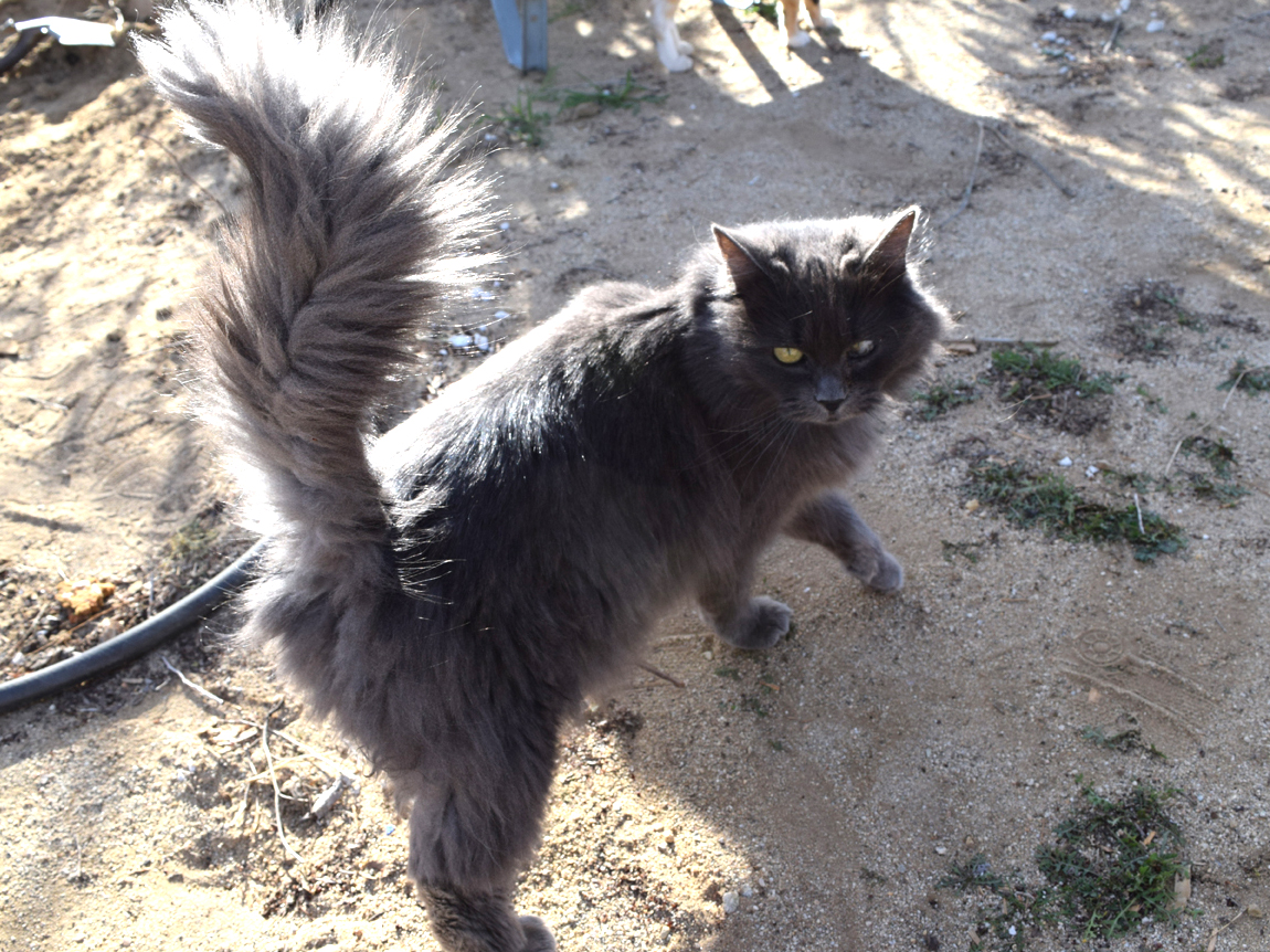 Nebelung – foto 2