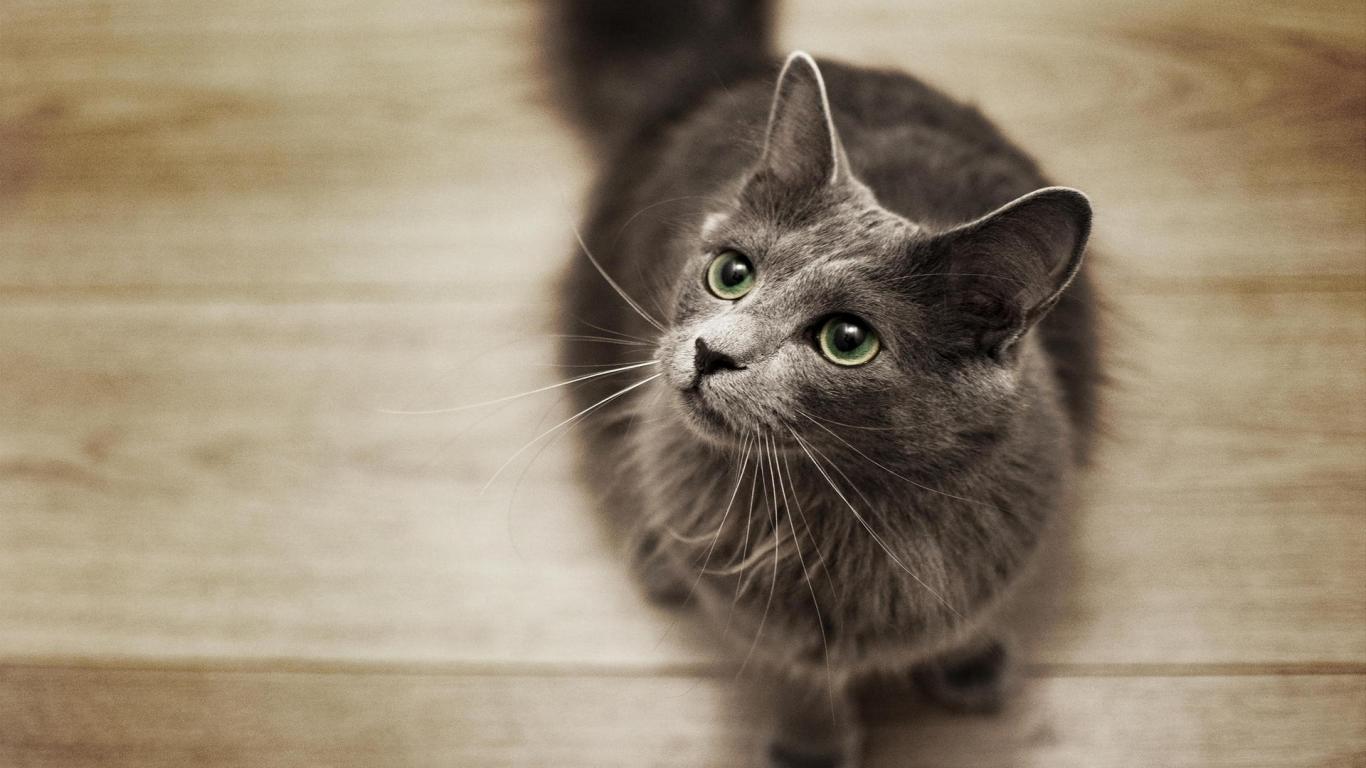 Nebelung – foto 3