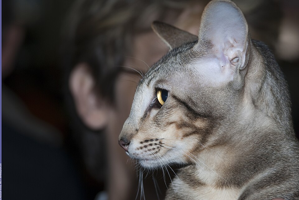 Oriental Shorthair – foto 3