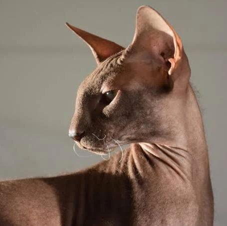Peterbald