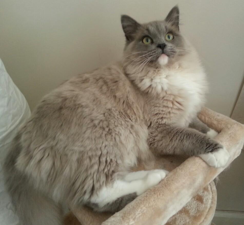 Ragdoll