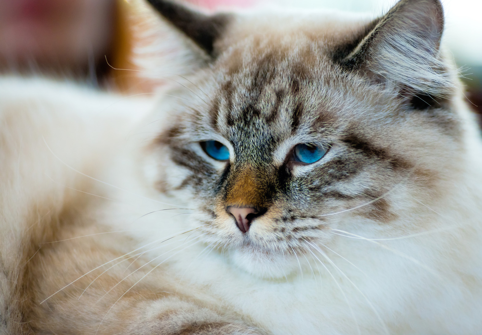 Ragdoll — raça ideal para vida indoor, calma e adaptável ao ambiente doméstico