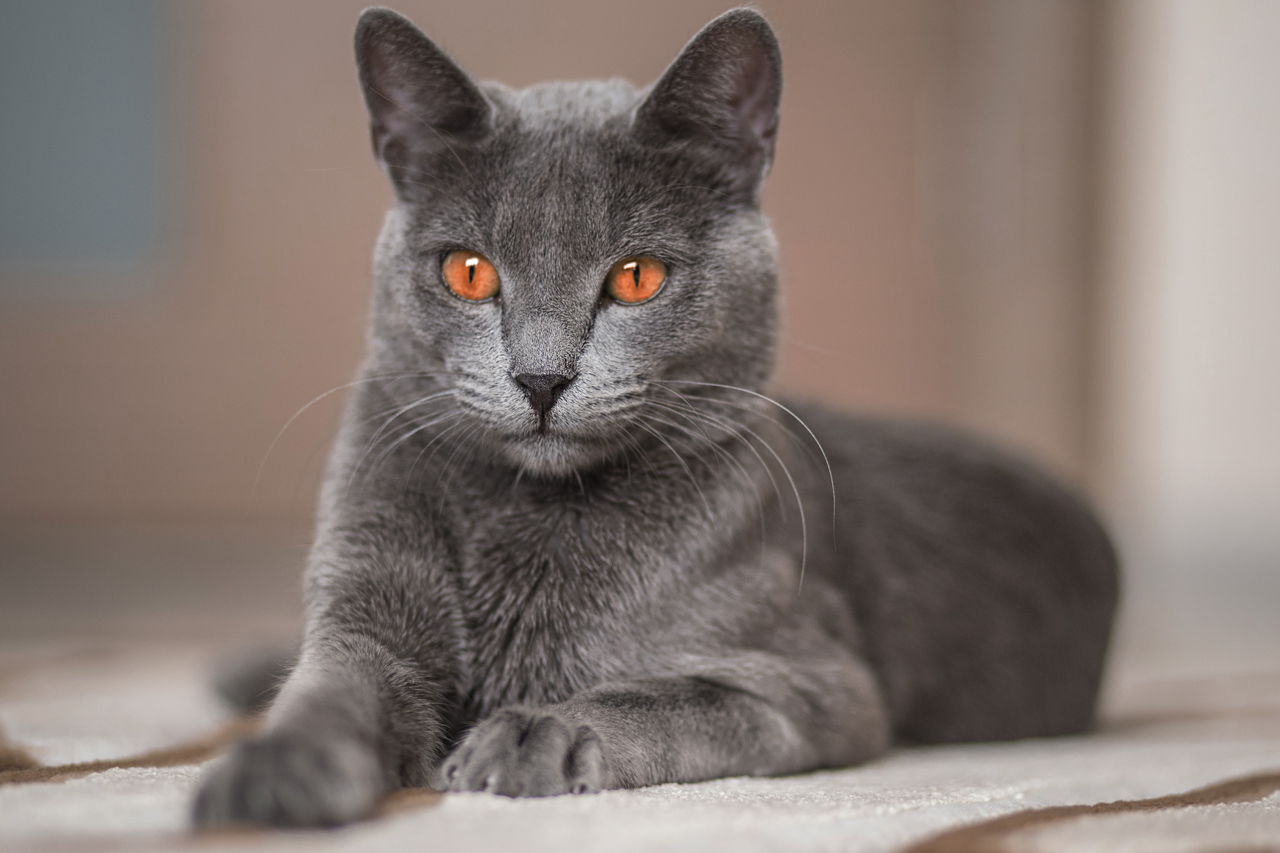Russian Blue