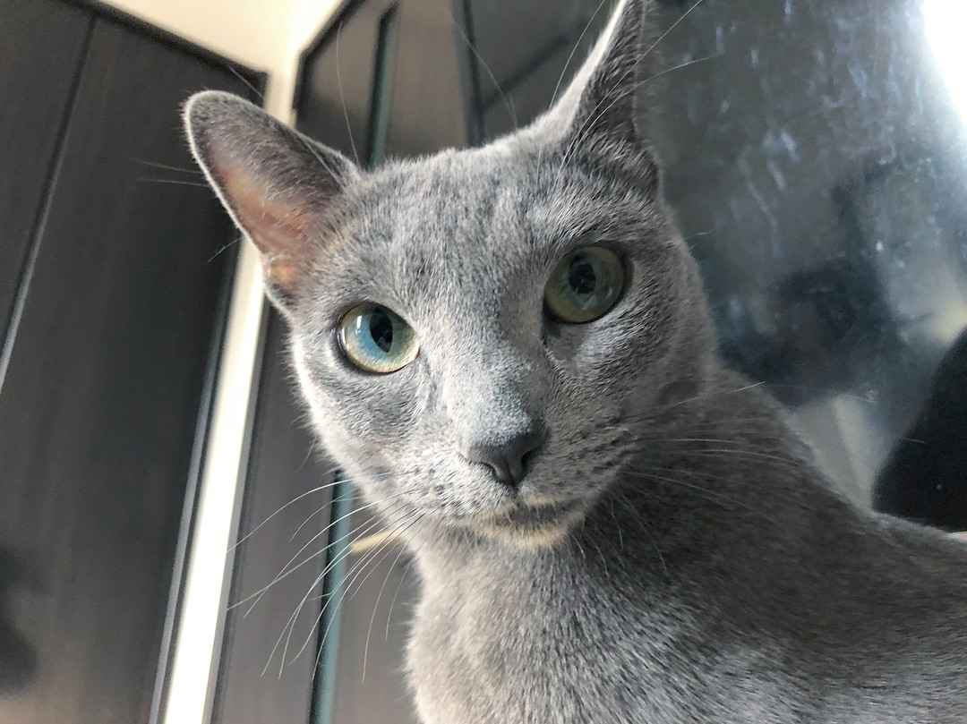 Russian Blue – foto 3