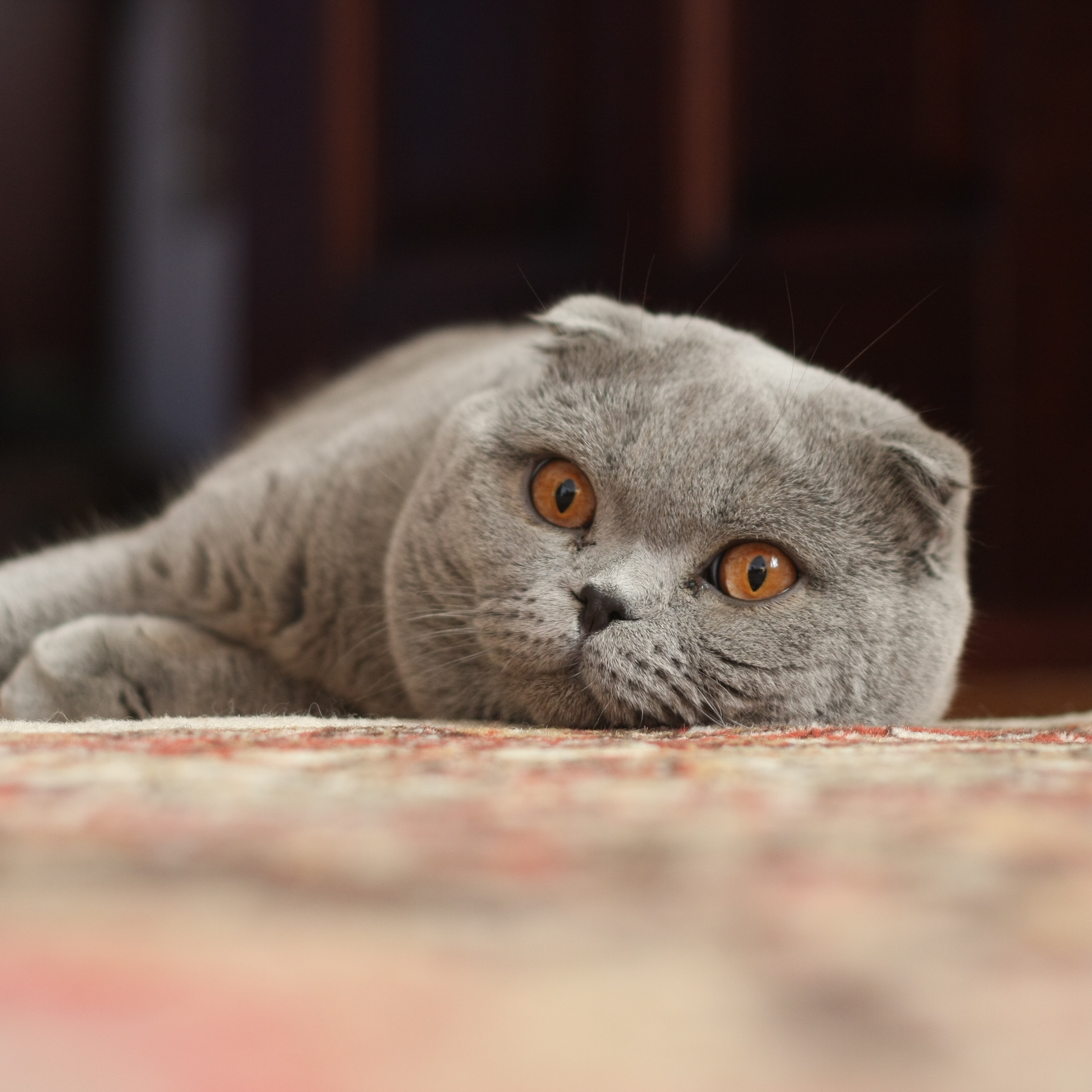 Scottish Fold – foto 3