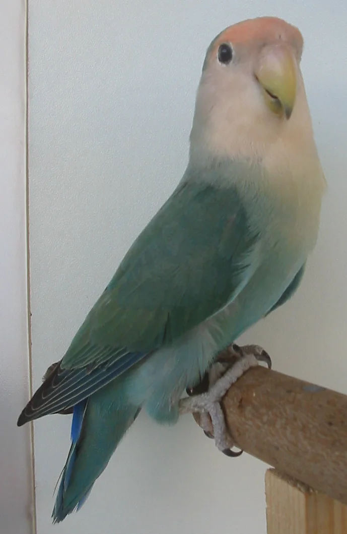 Agapornis – foto 2