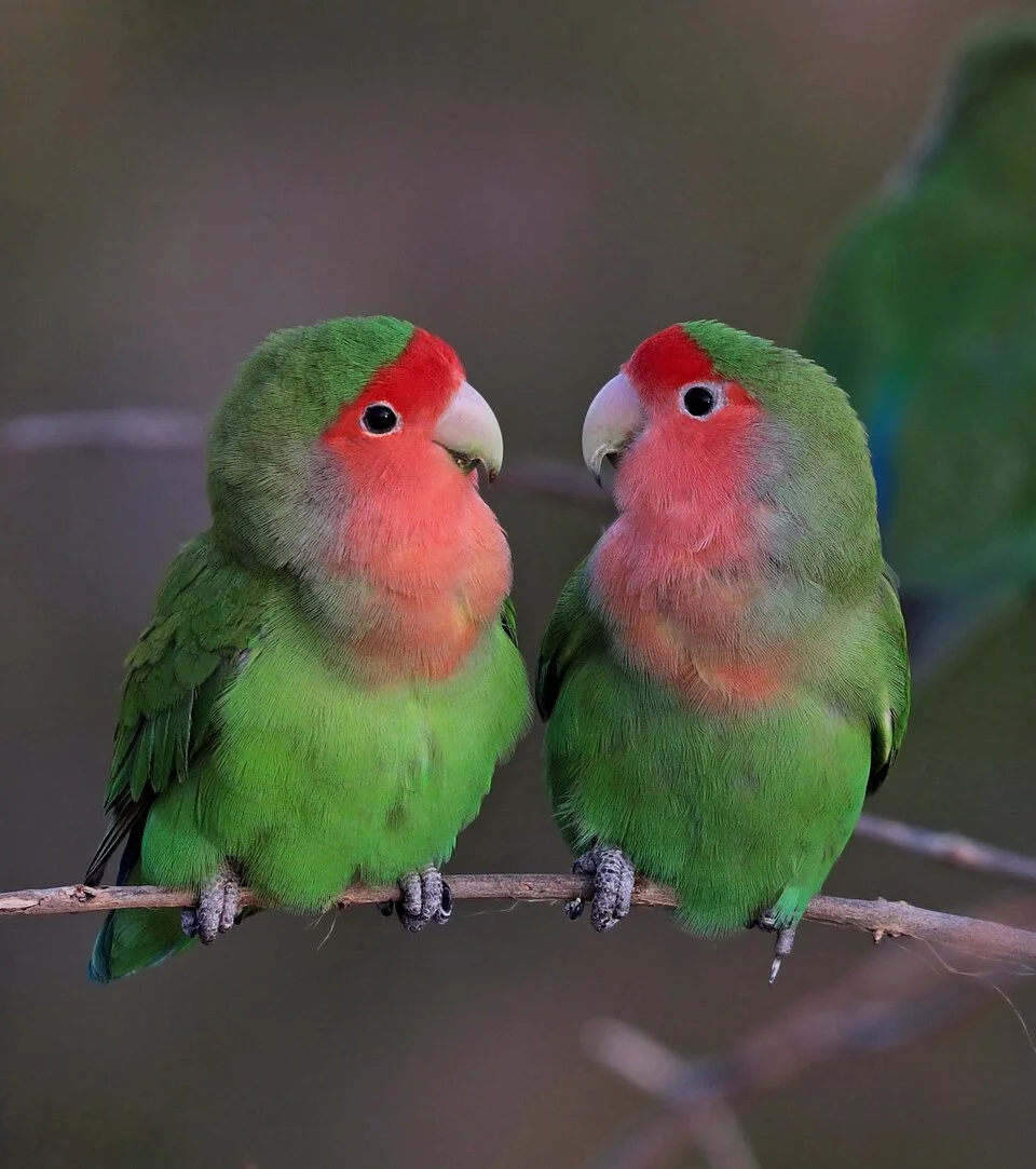 Agapornis em poleiro de madeira natural — variar diâmetros protege as patas