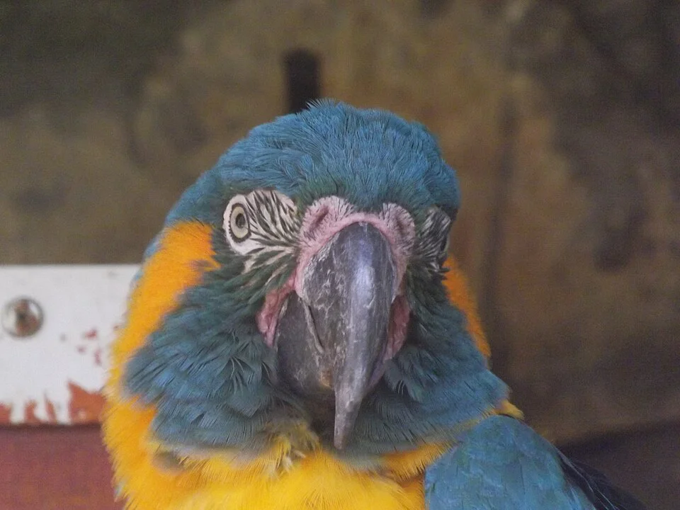 Arara-canindé – foto 2