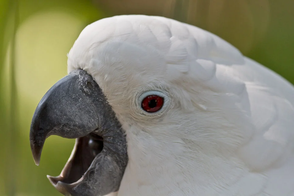 Cacatua-branca – foto 3