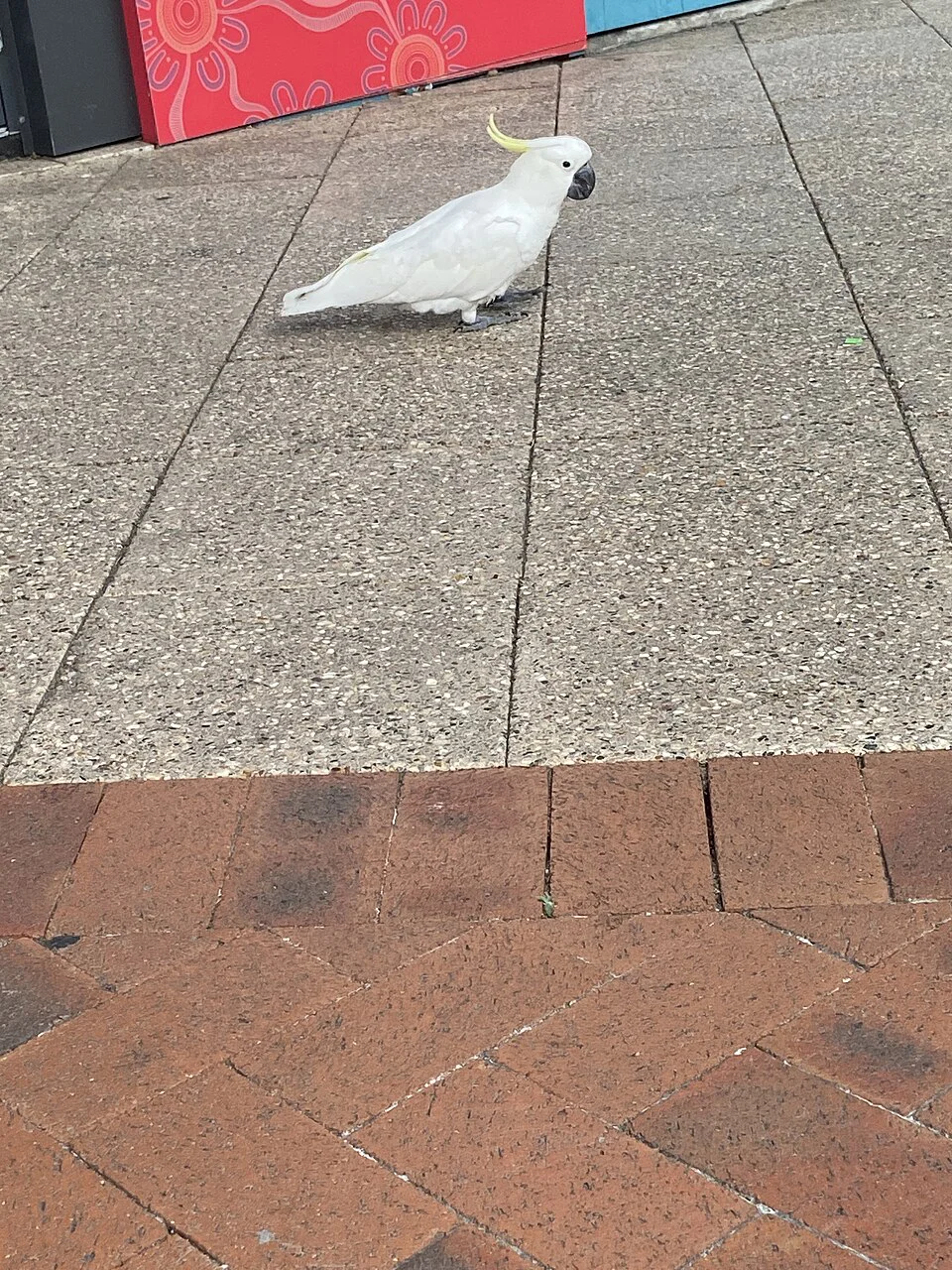 Cacatua-de-crista-amarela – foto 3
