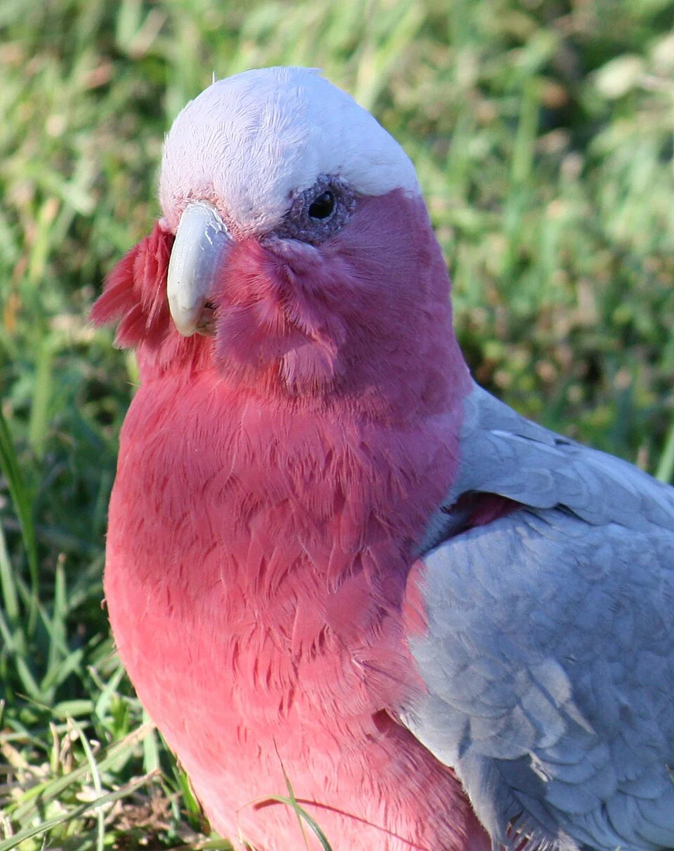 Cacatua-galah – foto 3