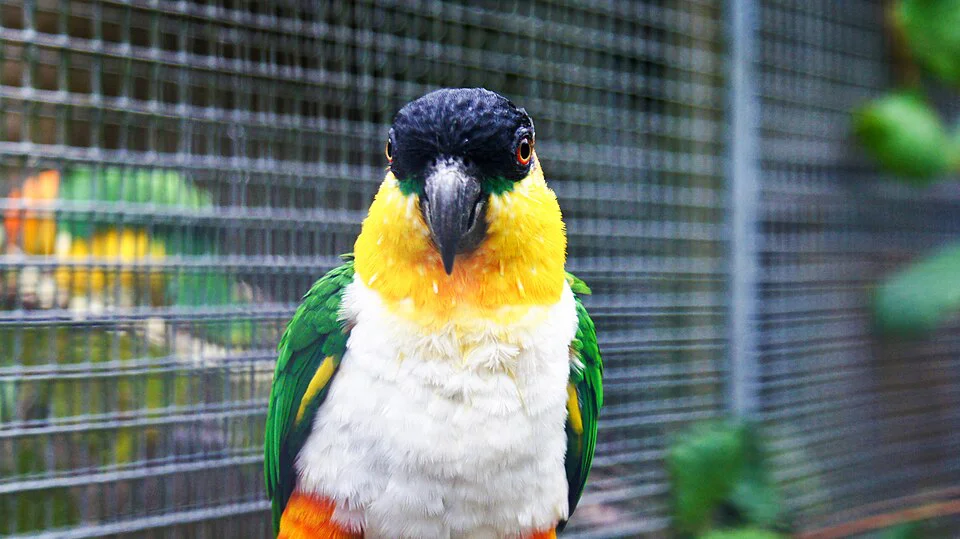 Caique-cabeça-preta