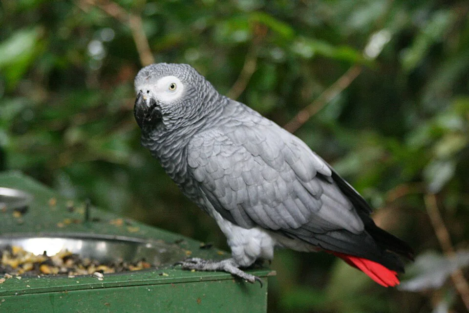Papagaio-cinza-africano