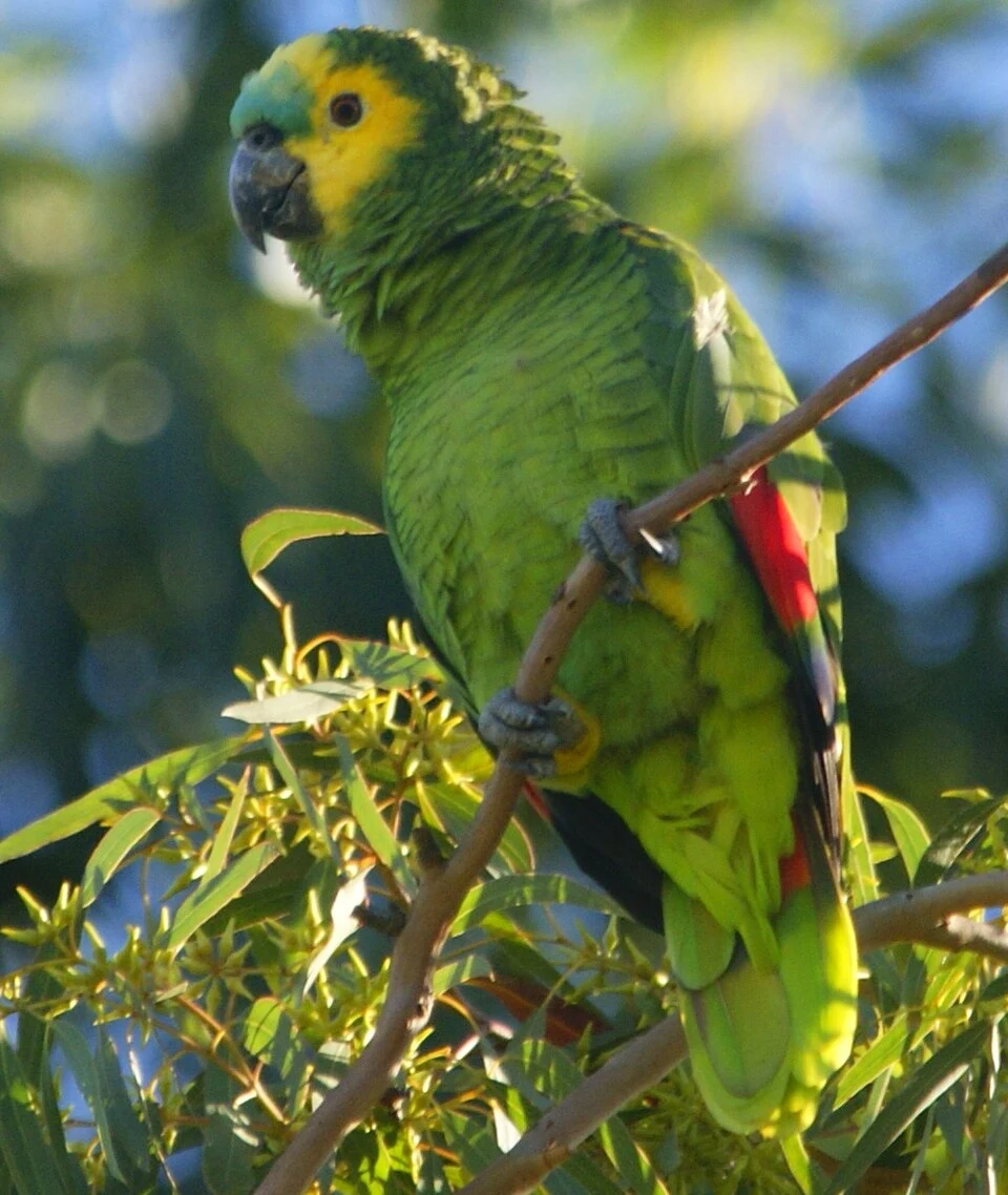 Papagaio-de-fronte-azul – foto 3