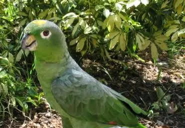Papagaio-moleiro – foto 3